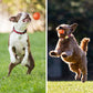 Hot Sale 50% Rabatt🎁Smart Pet Bounce Interaktiver Ball🐶
